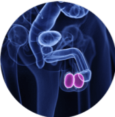 Urólogo - dolor-testicular